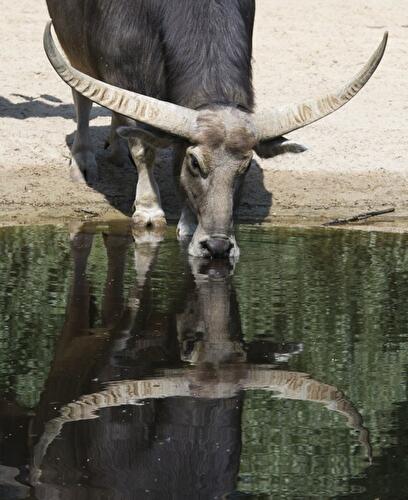 Kerabau im Berliner Tierpark