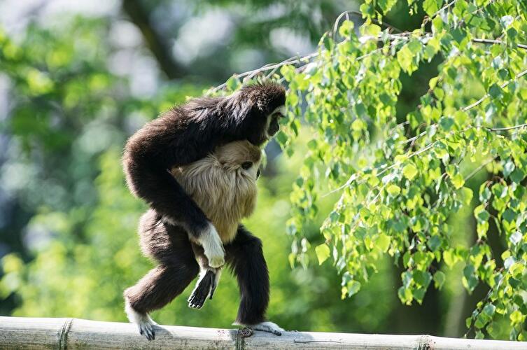 Weißhandgibbon im Tierpark Berlin