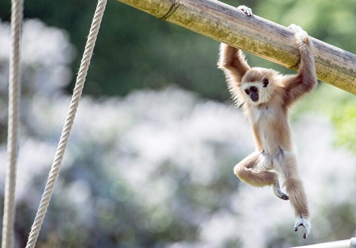 Weißhandgibbon im Berliner Tierpark