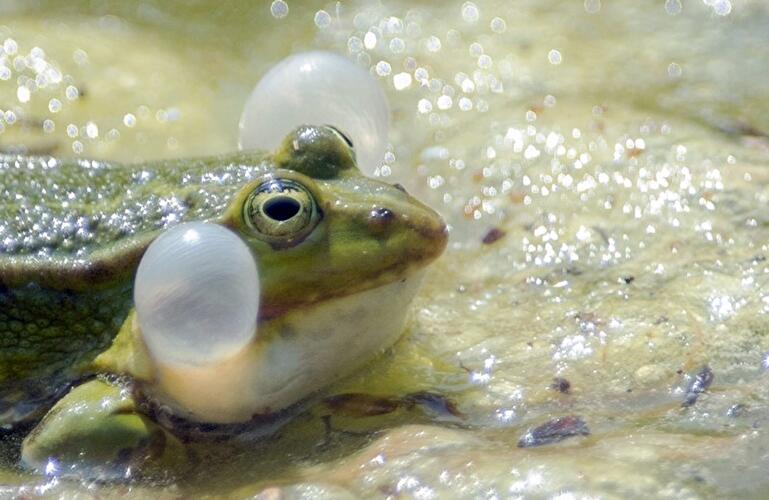 Frosch im Tierpark Berlin