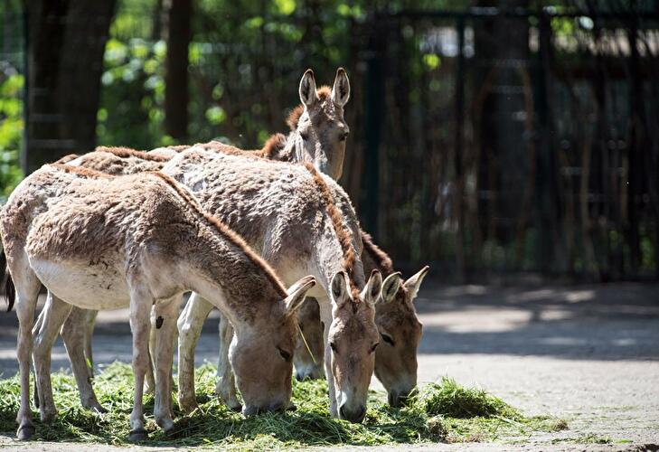 Kulan im Tierpark Berlin