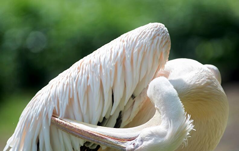 Pelikan im Berliner Tierpark