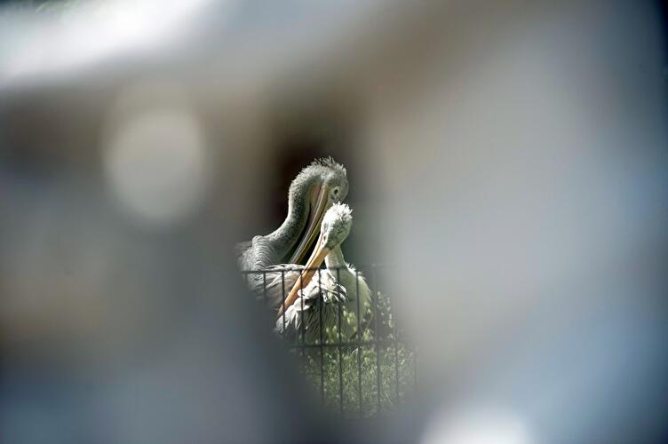 Pelikane im Berliner Tierpark