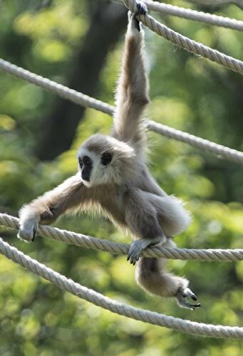 Weißhandgibbonv im Berliner Tierpark