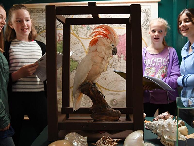 Wunderkammerschiff auf der MS John Franklin