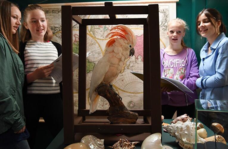 Wunderkammerschiff auf der MS John Franklin