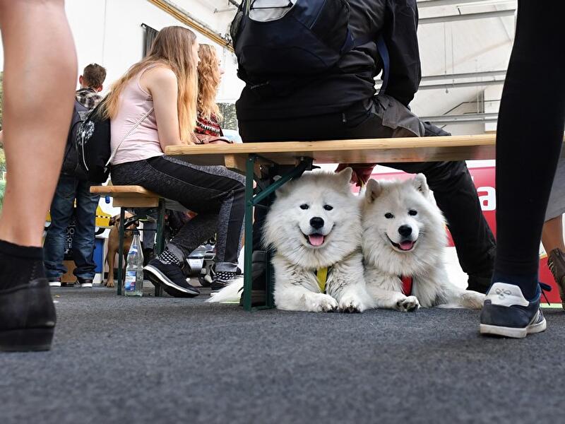 Hundemesse: House of Dogs