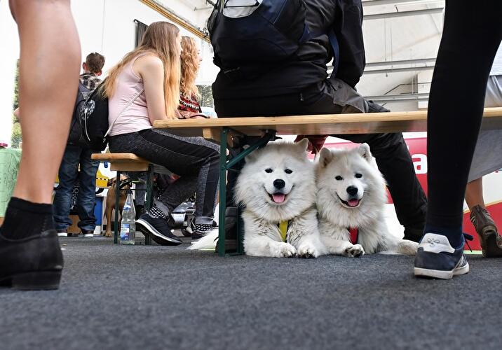 Hundemesse: House of Dogs