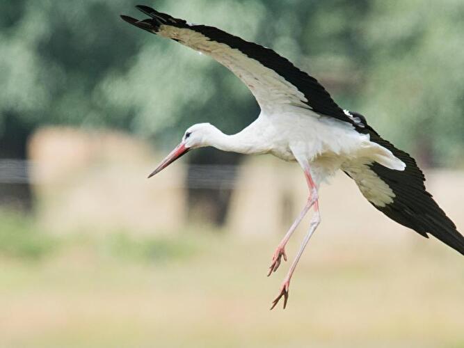 Storch bei der Landung