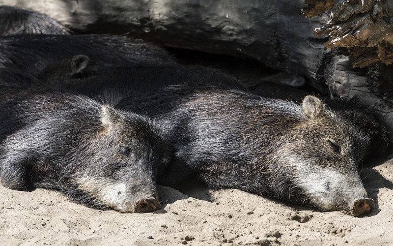 Sommer in Berlin 2016