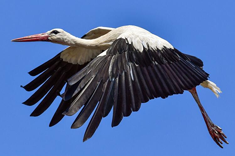 Storch in Brandenburg