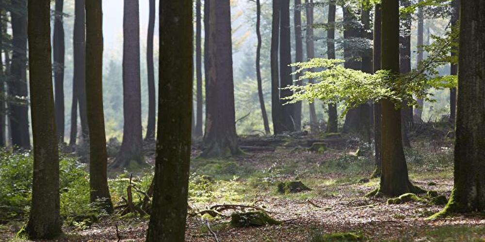 Blick in einen Wald