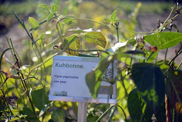 Ernte auf dem Weltacker des IGA-Campus