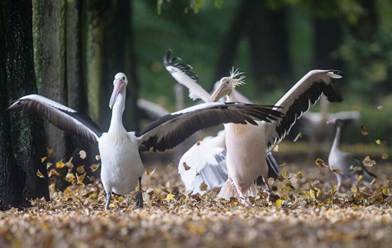 Tierpark