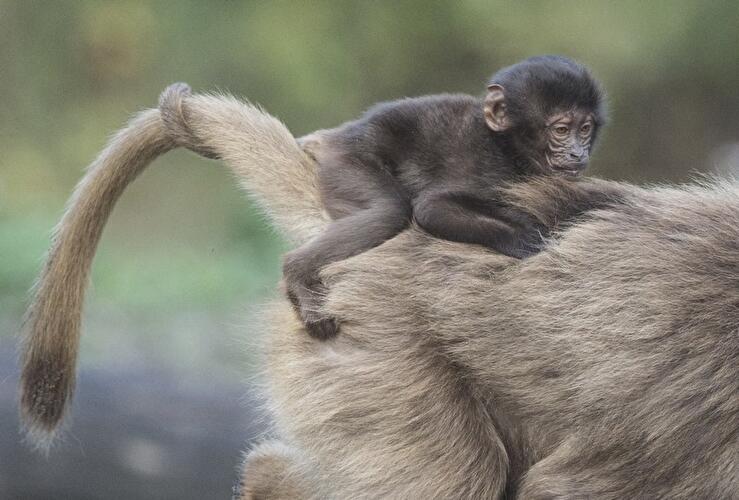 Tierpark