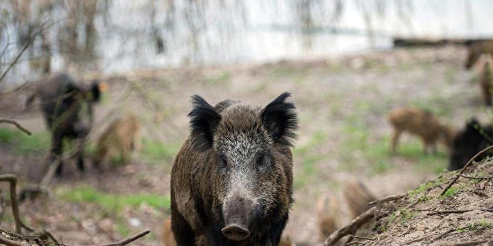Wildschweine in einem Waldgebiet
