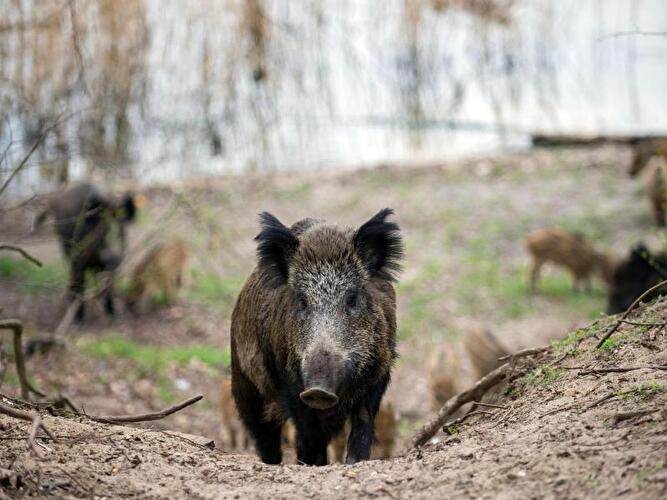 Wildschweine in einem Waldgebiet