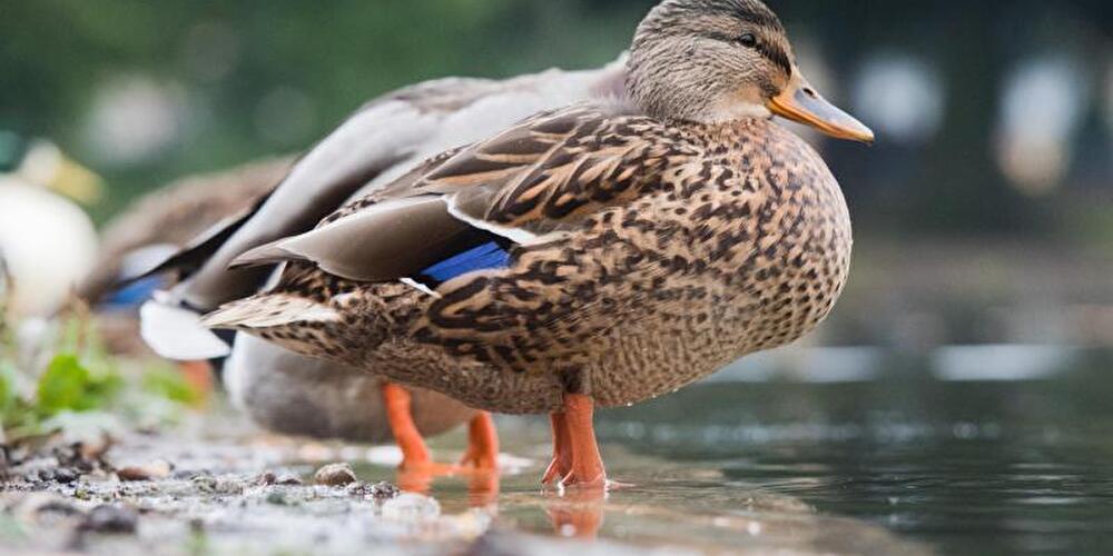 Eine Ente steht am Wasser