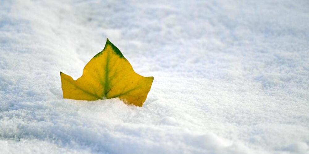 Blatt steckt im Schnee