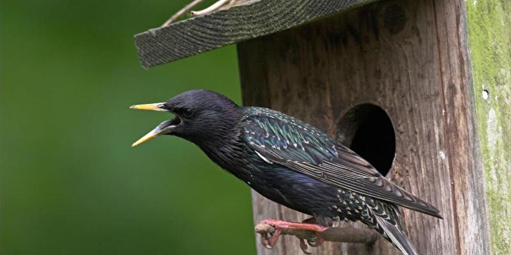 Vogelhäuschen für Stare