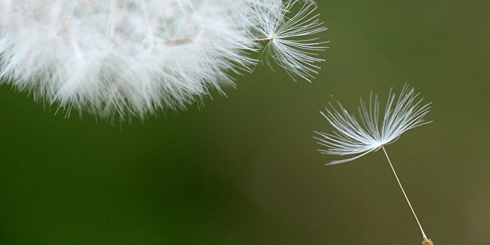 Pusteblume