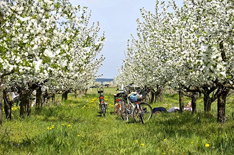 Baumblüte