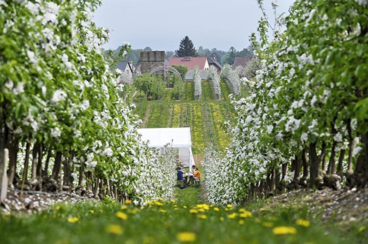 Baumblüte