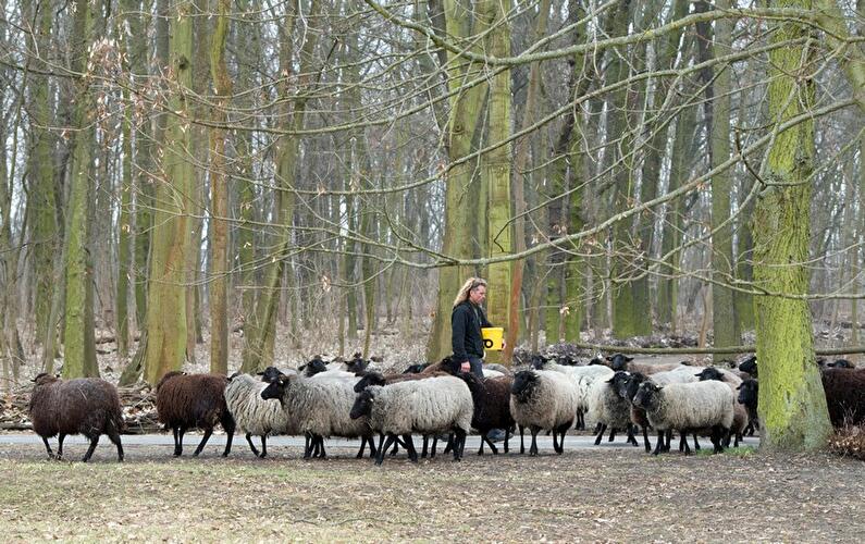 Schafschur Herzberge