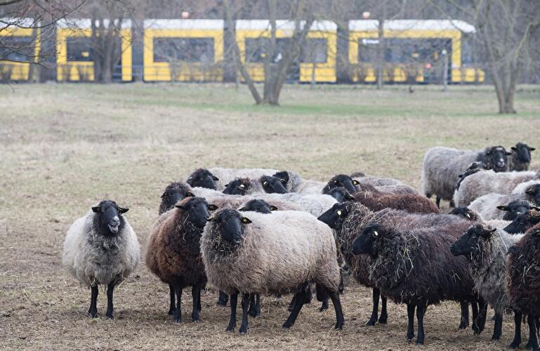 Schafschur Herzberge