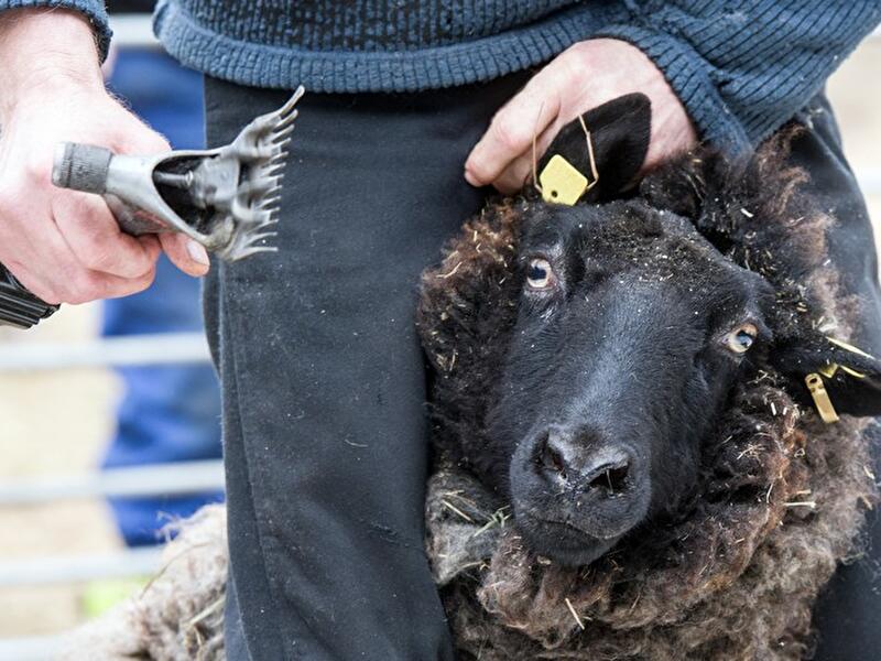 Schafschur Herzberge