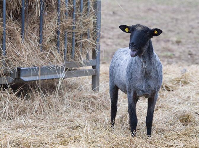 Schafschur Herzberge