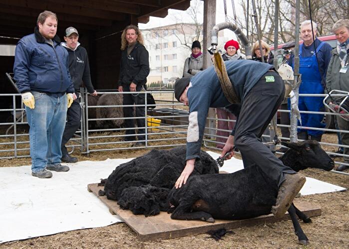 Schafschur Herzberge