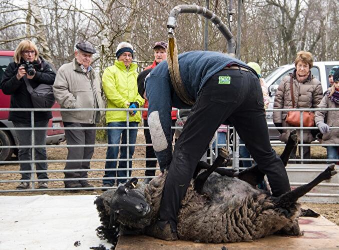 Schafschur Herzberge