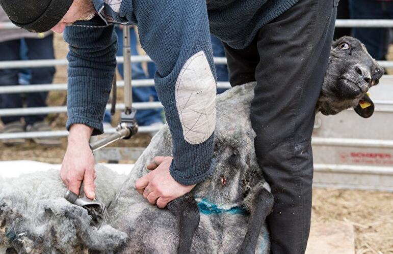 Schafschur Herzberge