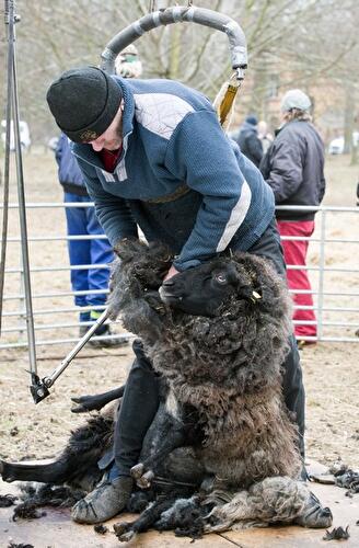 Schafschur Herzberge