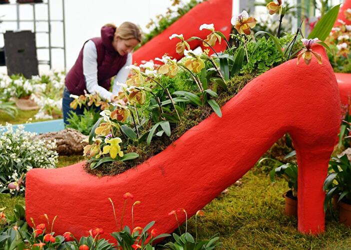 Frauenschuh in der IGA-Blumenhalle
