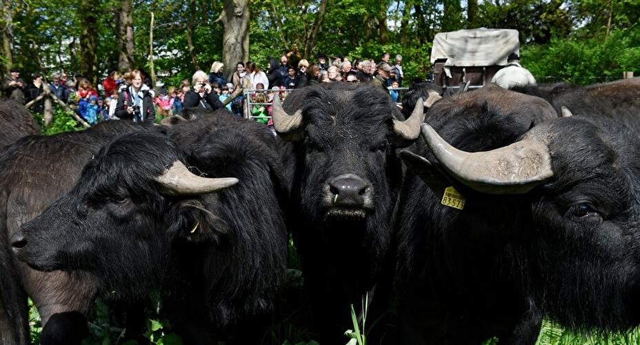 Water buffalo in Tegeler Fließ