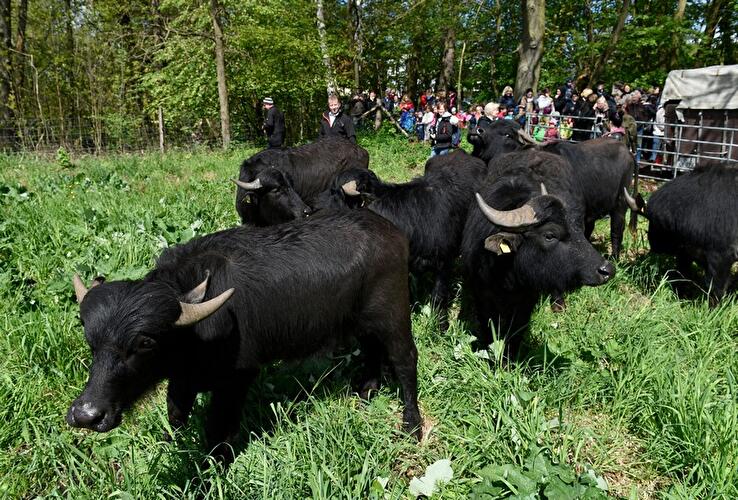 Water buffalo in Tegeler Fließ