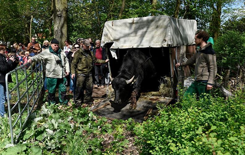 Water buffalo in Tegeler Fließ