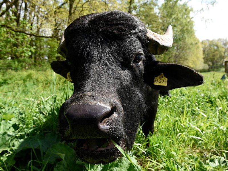 Wasserbüffel im Tegeler Fließ