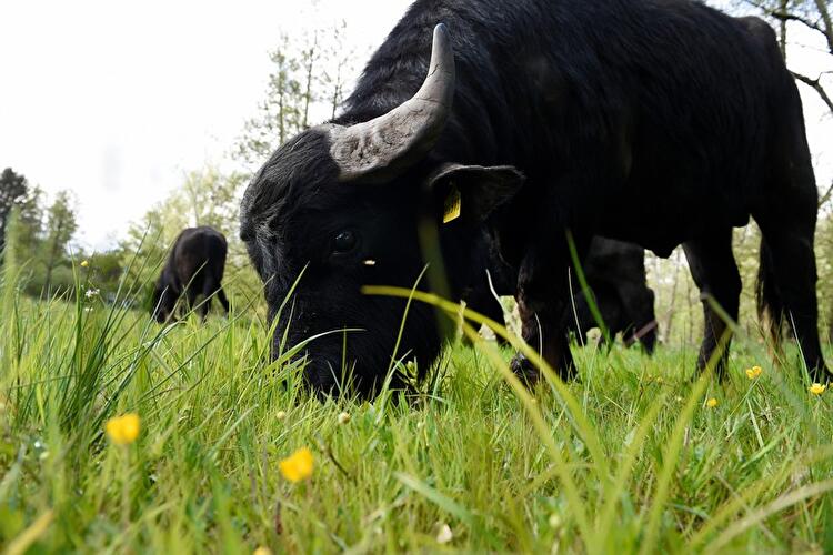 Water buffalo in Tegeler Fließ