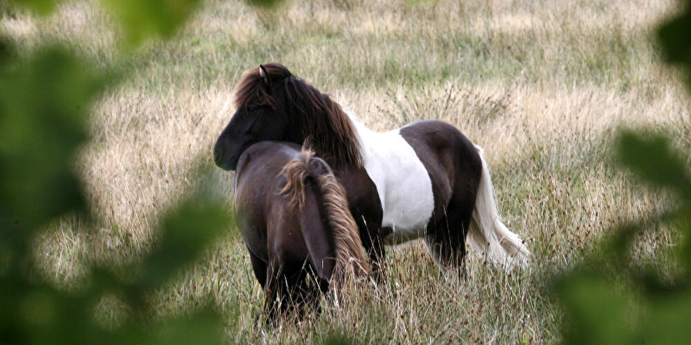 Ponys