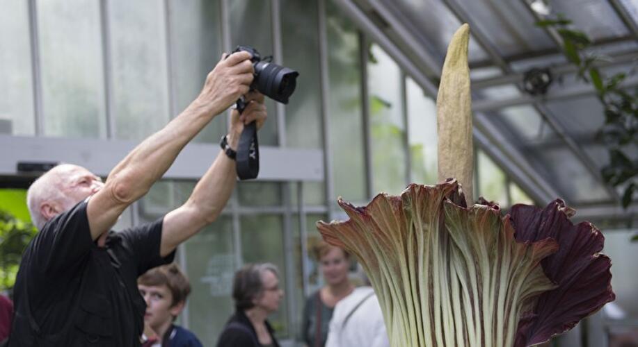 Titanenwurz blüht in Berlin