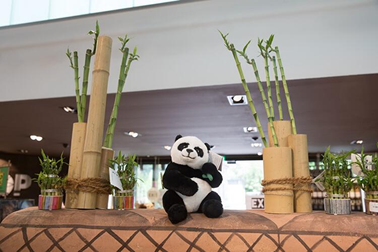 Vorbereitungen im Panda-Gehege