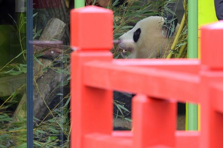 Eröffnung der Panda-Anlage im Zoo