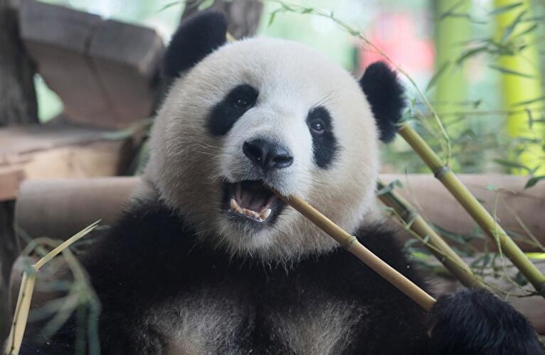Pandas im Zoo Berlin