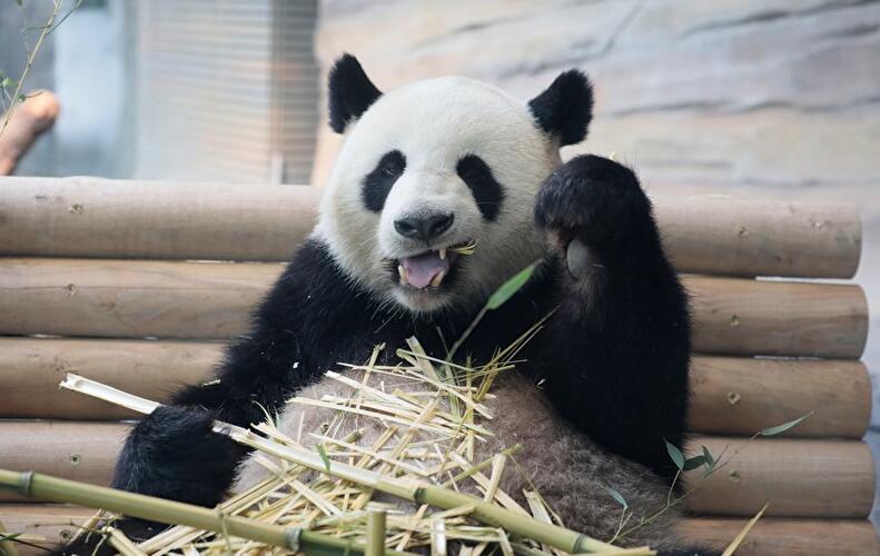 Pandas im Zoo Berlin