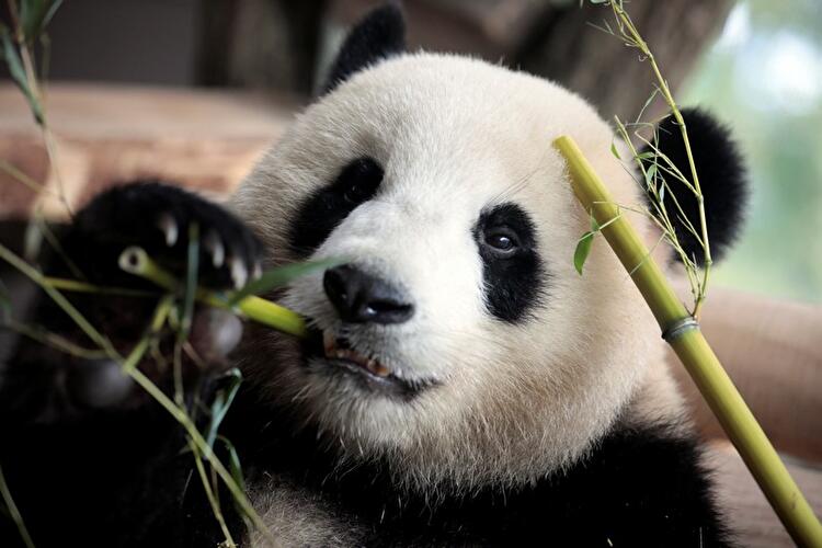 Pandas im Zoo Berlin