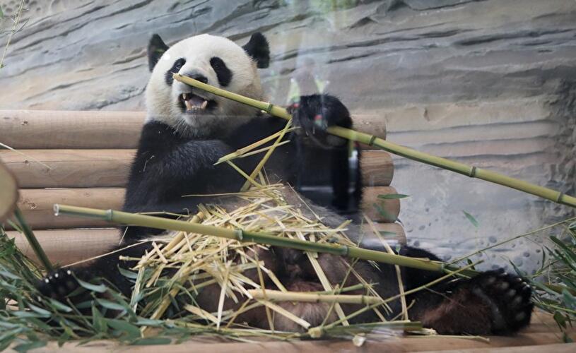 Pandas im Zoo Berlin
