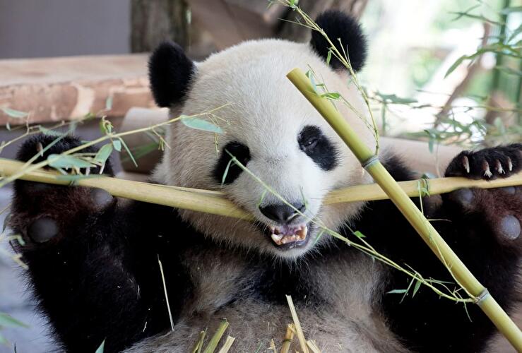 Pandas im Zoo Berlin